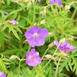 Kakost 'Kashmir Pink' - Geranium clarkei 'Kashmir Pink'