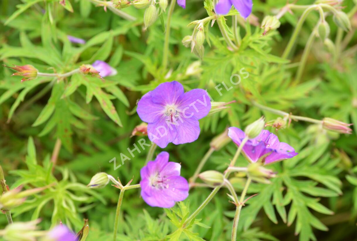 Kakost 'Kashmir Pink' - Geranium clarkei 'Kashmir Pink'