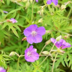 Kakost 'Kashmir Pink' - Geranium clarkei 'Kashmir Pink'