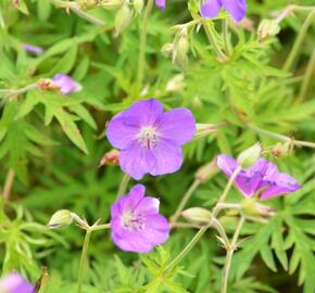 Kakost 'Kashmir Pink' - Geranium clarkei 'Kashmir Pink'