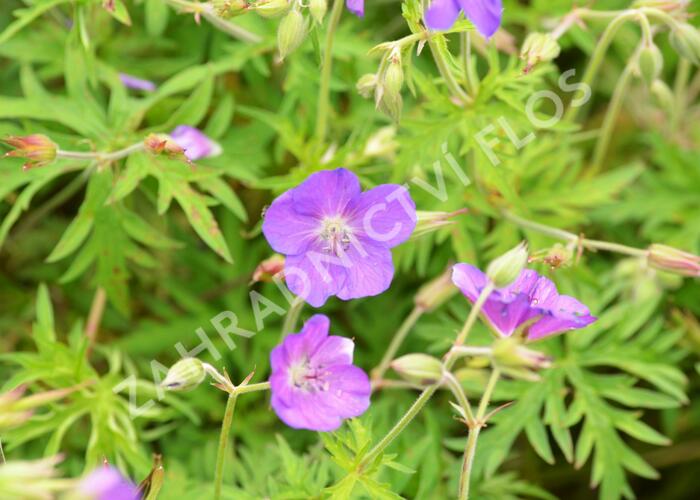 Kakost 'Kashmir Pink' - Geranium clarkei 'Kashmir Pink'