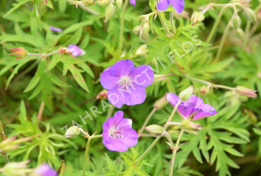 Kakost 'Kashmir Pink' - Geranium clarkei 'Kashmir Pink'