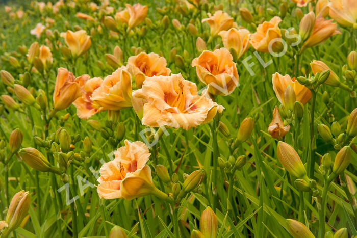 Denivka 'Playground' - Hemerocallis 'Playground'