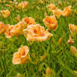 Denivka 'Playground' - Hemerocallis 'Playground'