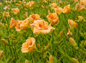 Denivka 'Playground' - Hemerocallis 'Playground'