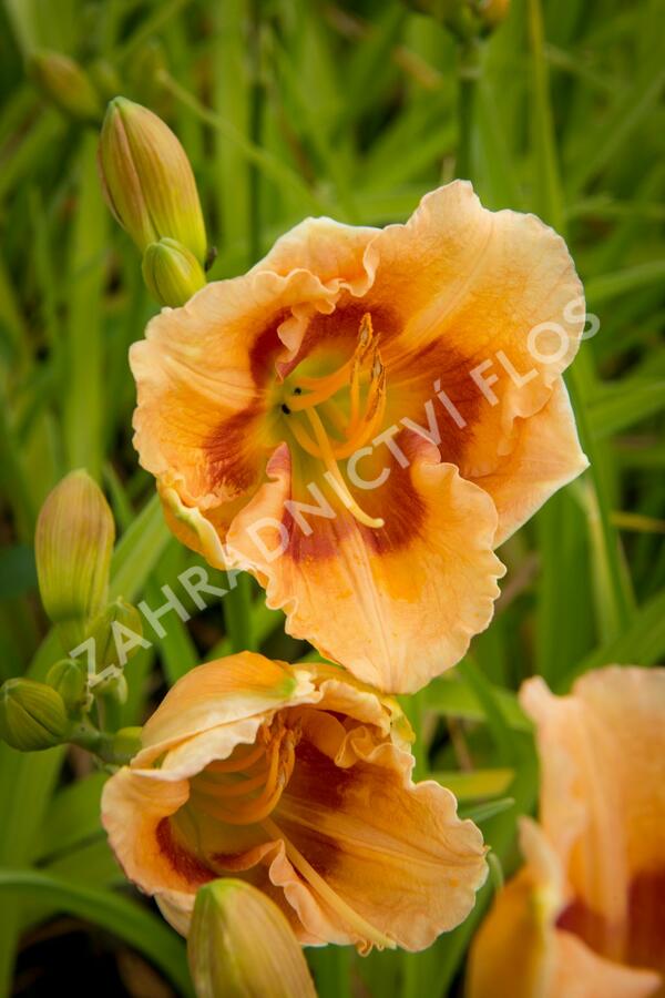 Denivka 'Playground' - Hemerocallis 'Playground'