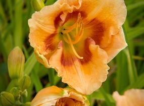 Denivka 'Playground' - Hemerocallis 'Playground'