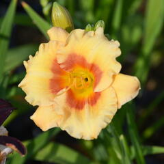 Denivka 'Playground' - Hemerocallis 'Playground'