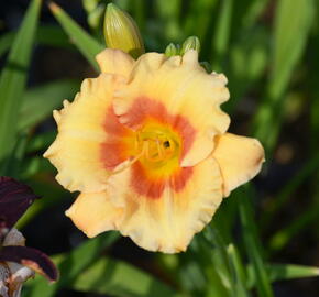 Denivka 'Playground' - Hemerocallis 'Playground'