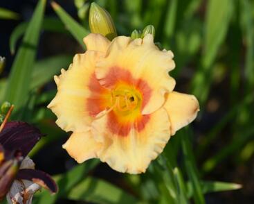 Denivka 'Playground'