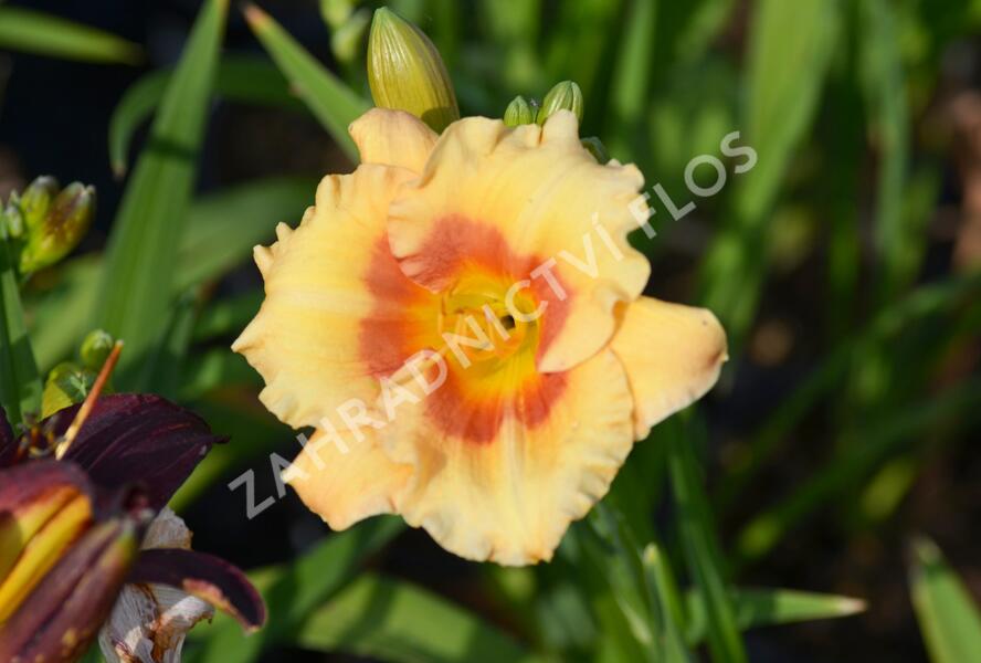 Denivka 'Playground' - Hemerocallis 'Playground'