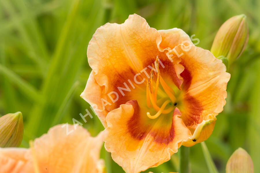 Denivka 'Playground' - Hemerocallis 'Playground'