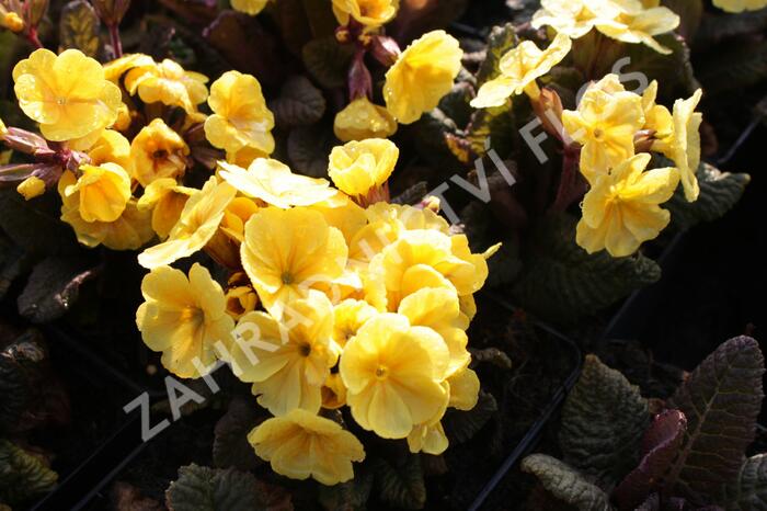 Prvosenka jarní 'Goldnugget Yellow' - Primula veris 'Goldnugget Yellow'