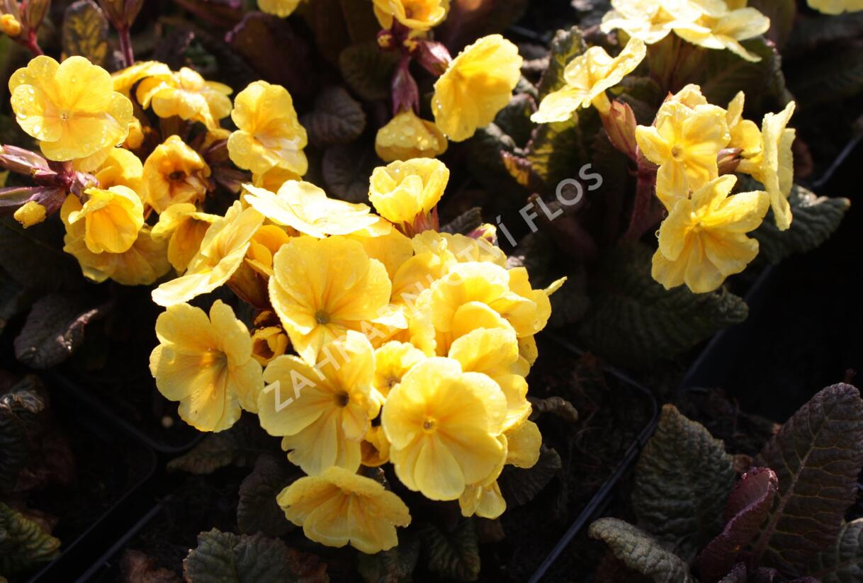 Prvosenka jarní 'Goldnugget Yellow' - Primula veris 'Goldnugget Yellow'