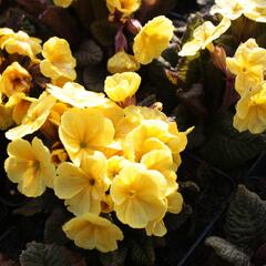 Prvosenka jarní 'Goldnugget Yellow' - Primula veris 'Goldnugget Yellow'