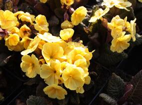 Prvosenka jarní 'Goldnugget Yellow' - Primula veris 'Goldnugget Yellow'