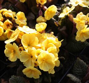 Prvosenka jarní 'Goldnugget Yellow' - Primula veris 'Goldnugget Yellow'