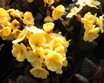 Prvosenka jarní 'Goldnugget Yellow'