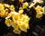 Prvosenka jarní 'Goldnugget Yellow'