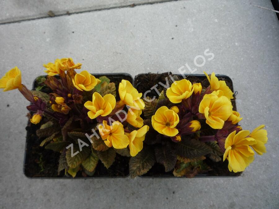 Prvosenka jarní 'Goldnugget Yellow' - Primula veris 'Goldnugget Yellow'