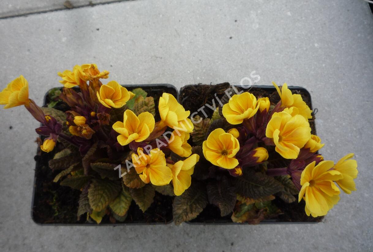 Prvosenka jarní 'Goldnugget Yellow' - Primula veris 'Goldnugget Yellow'