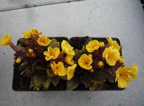 Prvosenka jarní 'Goldnugget Yellow' - Primula veris 'Goldnugget Yellow'