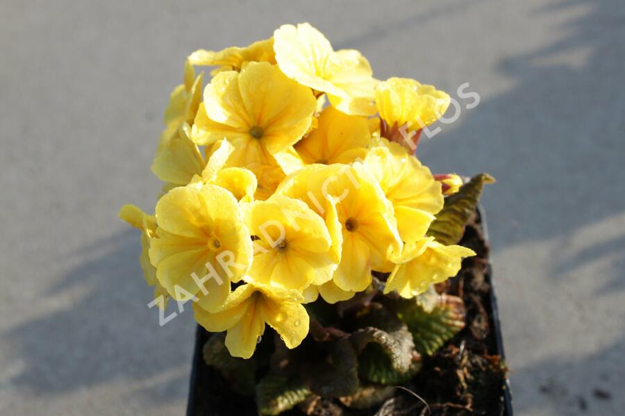 Prvosenka jarní 'Goldnugget Yellow' - Primula veris 'Goldnugget Yellow'