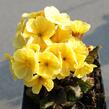 Prvosenka jarní 'Goldnugget Yellow' - Primula veris 'Goldnugget Yellow'