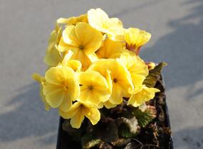 Prvosenka jarní 'Goldnugget Yellow' - Primula veris 'Goldnugget Yellow'