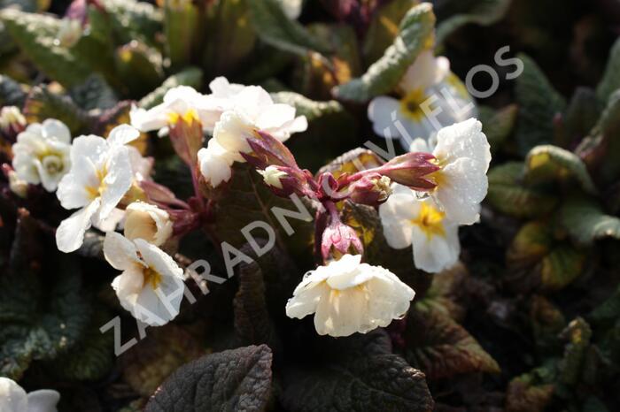 Prvosenka jarní 'Goldnugget White' - Primula veris 'Goldnugget White'