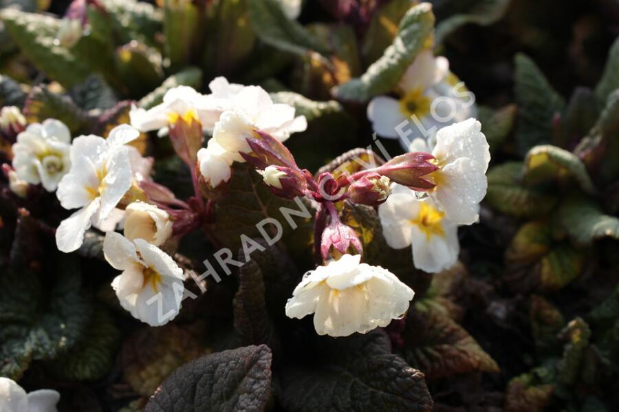 Prvosenka jarní 'Goldnugget White' - Primula veris 'Goldnugget White'