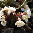 Prvosenka jarní 'Goldnugget White' - Primula veris 'Goldnugget White'