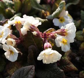 Prvosenka jarní 'Goldnugget White' - Primula veris 'Goldnugget White'