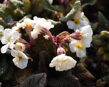 Prvosenka jarní 'Goldnugget White'