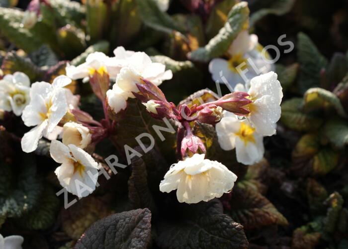 Prvosenka jarní 'Goldnugget White' - Primula veris 'Goldnugget White'