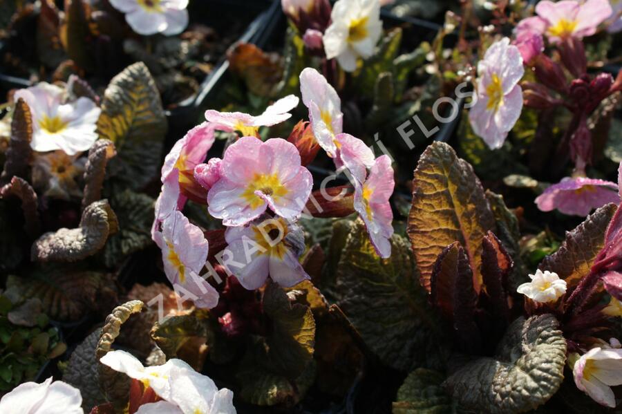 Prvosenka jarní 'Goldnugget Violet Shades' - Primula veris 'Goldnugget Violet Shades'