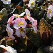 Prvosenka jarní 'Goldnugget Violet Shades' - Primula veris 'Goldnugget Violet Shades'