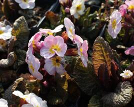 Prvosenka jarní 'Goldnugget Violet Shades'