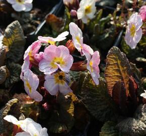 Prvosenka jarní 'Goldnugget Violet Shades' - Primula veris 'Goldnugget Violet Shades'