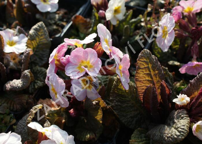 Prvosenka jarní 'Goldnugget Violet Shades' - Primula veris 'Goldnugget Violet Shades'
