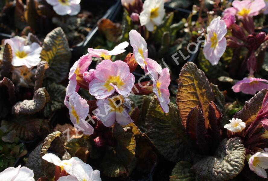 Prvosenka jarní 'Goldnugget Violet Shades' - Primula veris 'Goldnugget Violet Shades'