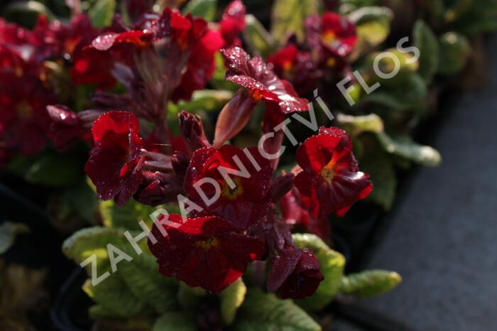 Prvosenka jarní 'Goldnugget Red' - Primula veris 'Goldnugget Red'