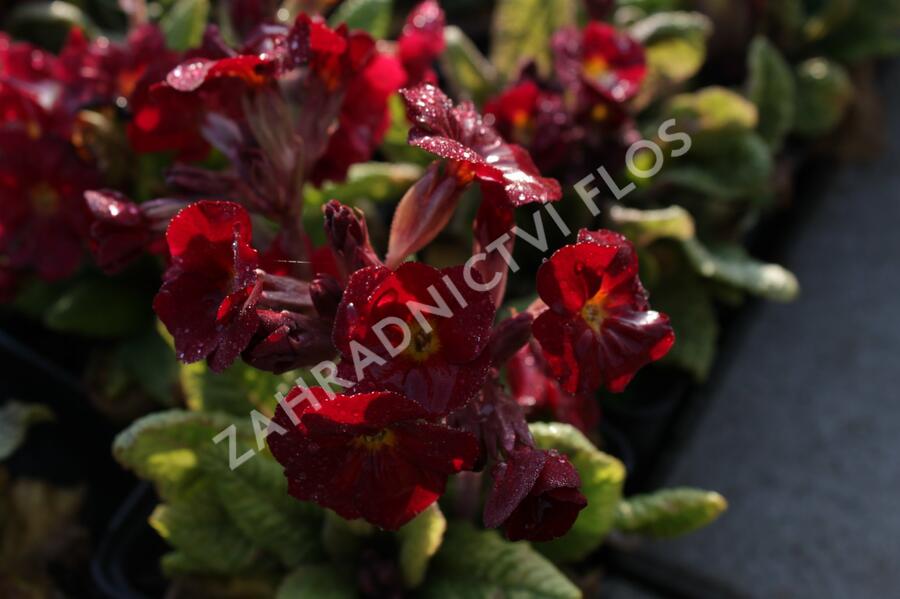 Prvosenka jarní 'Goldnugget Red' - Primula veris 'Goldnugget Red'