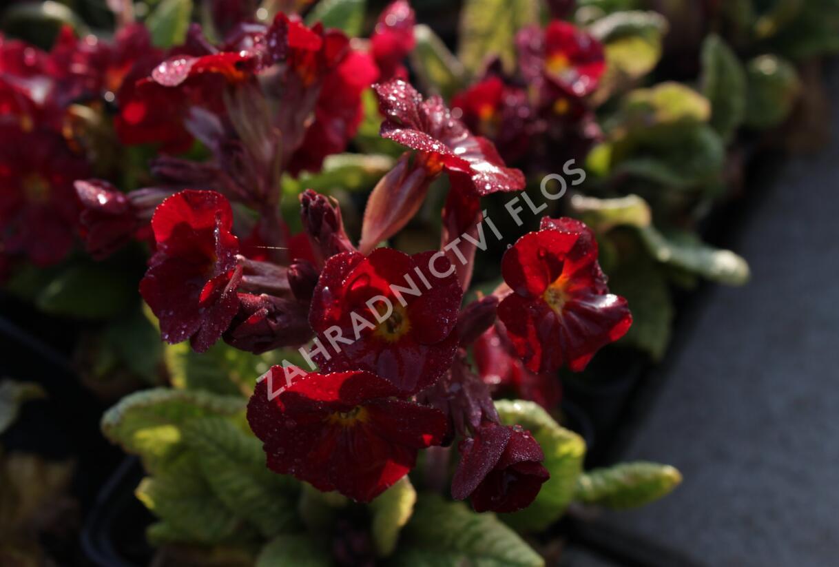 Prvosenka jarní 'Goldnugget Red' - Primula veris 'Goldnugget Red'