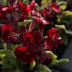 Prvosenka jarní 'Goldnugget Red' - Primula veris 'Goldnugget Red'