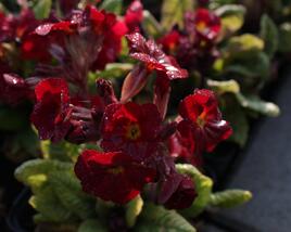 Prvosenka jarní 'Goldnugget Red'