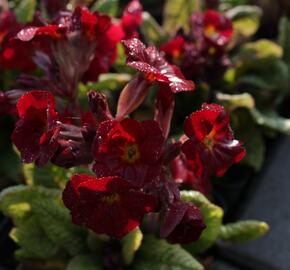 Prvosenka jarní 'Goldnugget Red' - Primula veris 'Goldnugget Red'