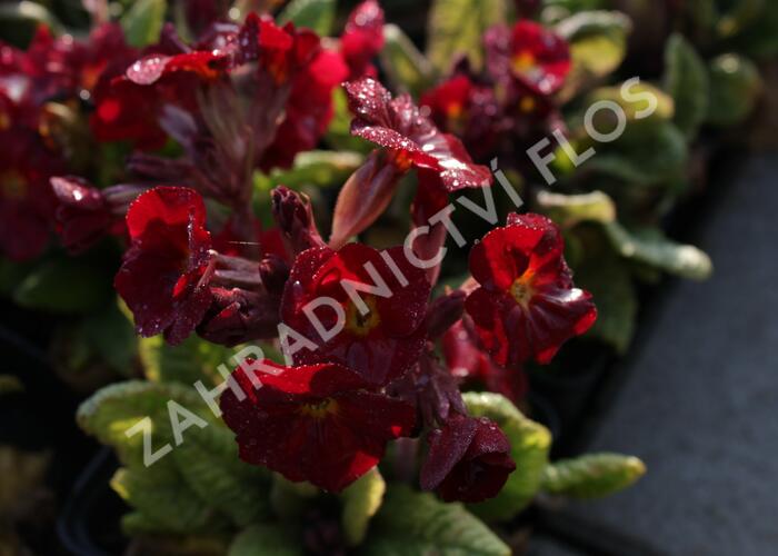 Prvosenka jarní 'Goldnugget Red' - Primula veris 'Goldnugget Red'