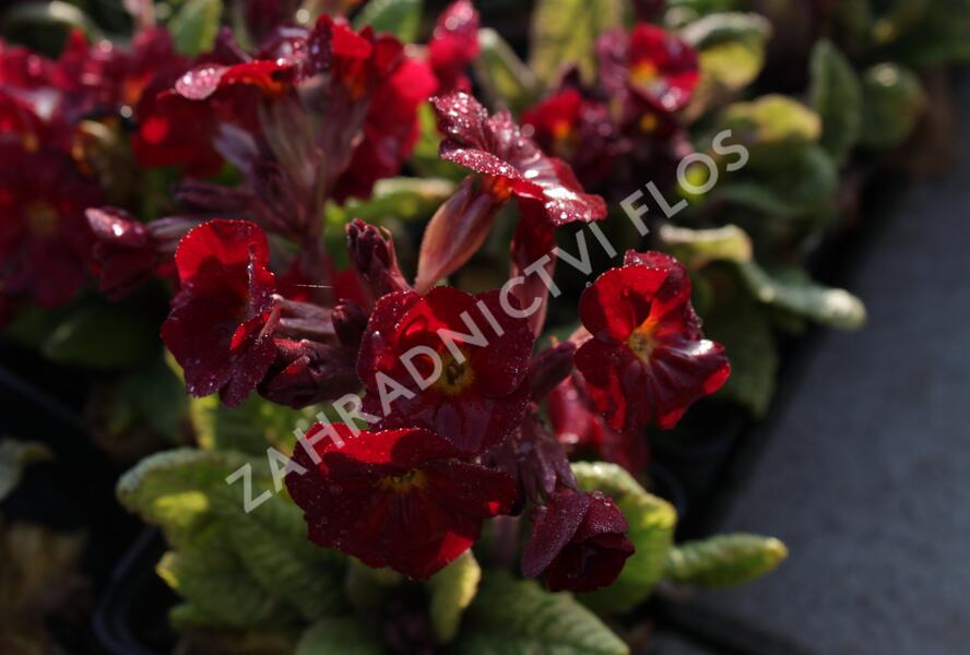 Prvosenka jarní 'Goldnugget Red' - Primula veris 'Goldnugget Red'
