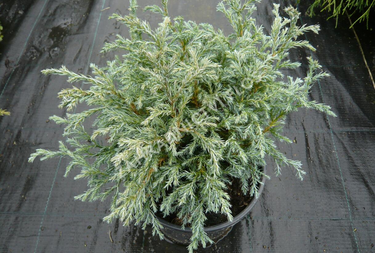 Cypřišek hrachonosný 'Baby Blue' - Chamaecyparis pisifera 'Baby Blue'
